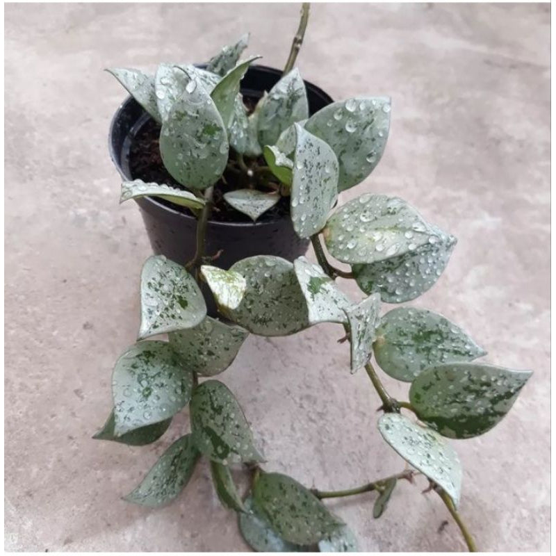 Hoya krohniana Eskimo