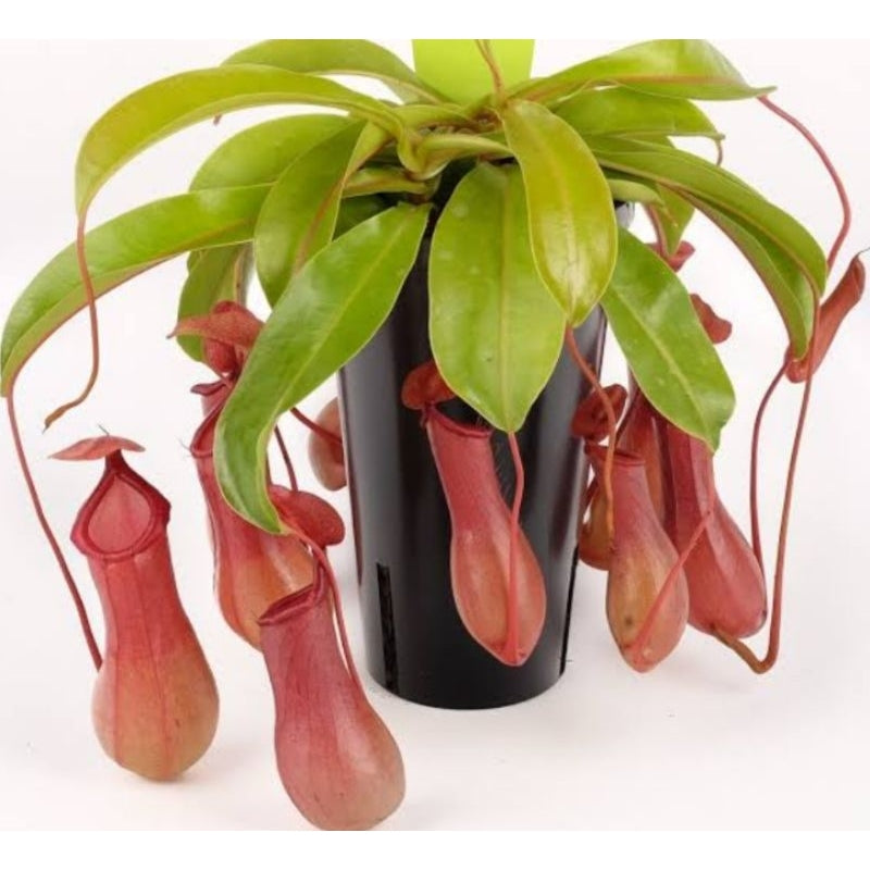 Nepenthes Adriani × ventrata