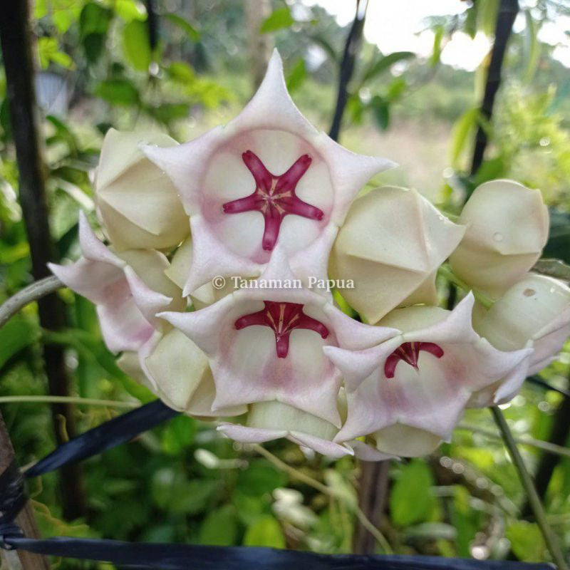 Hoya archboldiana