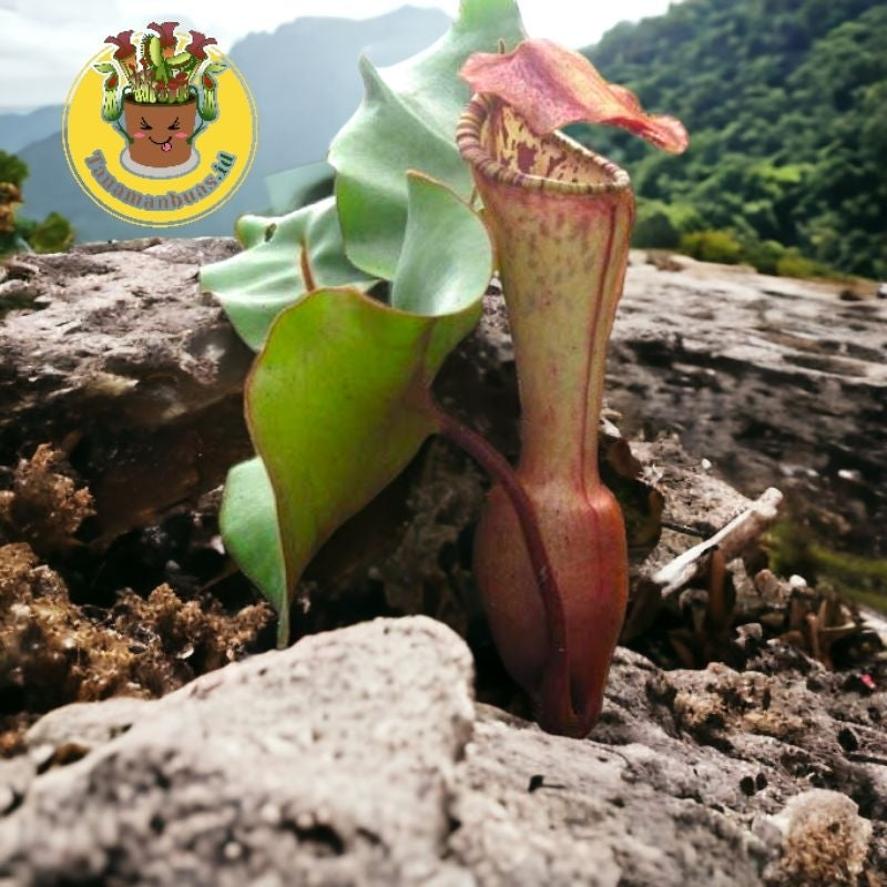 Nepenthes clipeata