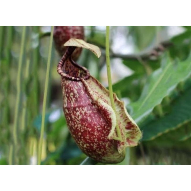 Nepenthes rafflesiana