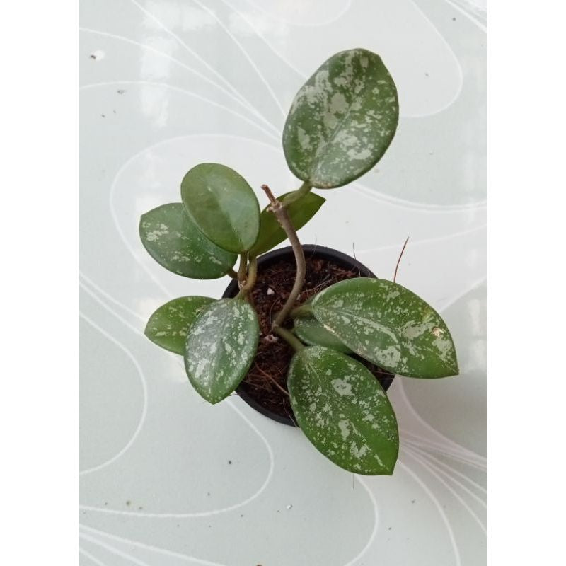 Hoya Mathilde splash