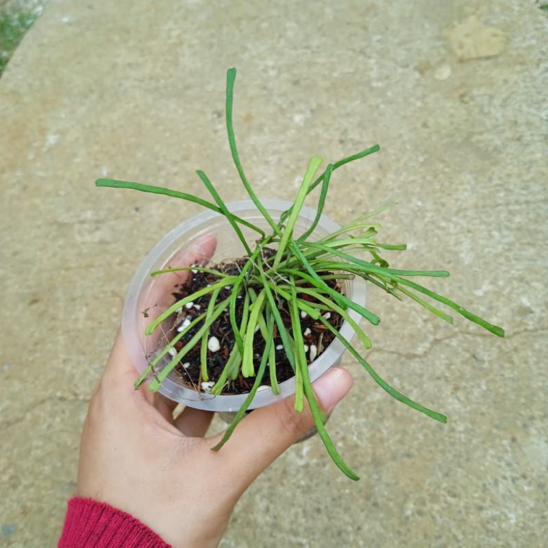 Hoya retusa