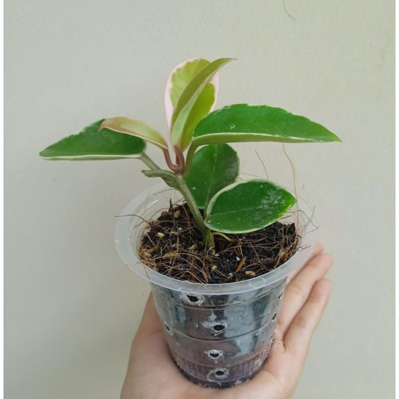 Hoya carnosa Purple Pride