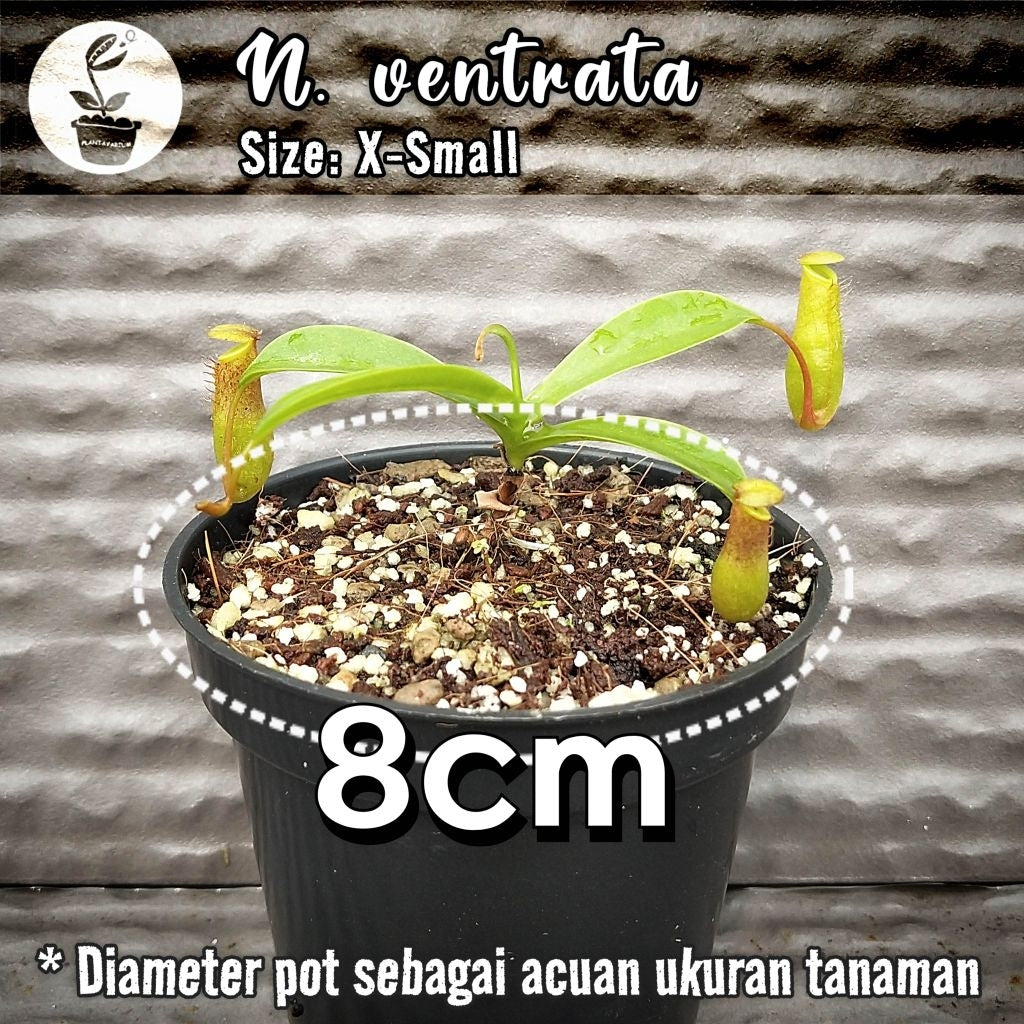 Nepenthes × ventrata