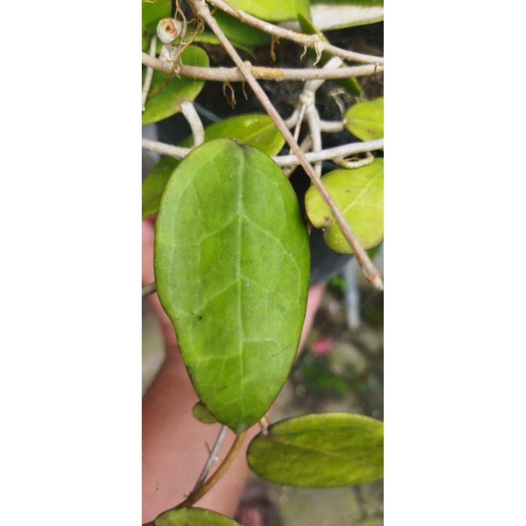 Hoya amoena