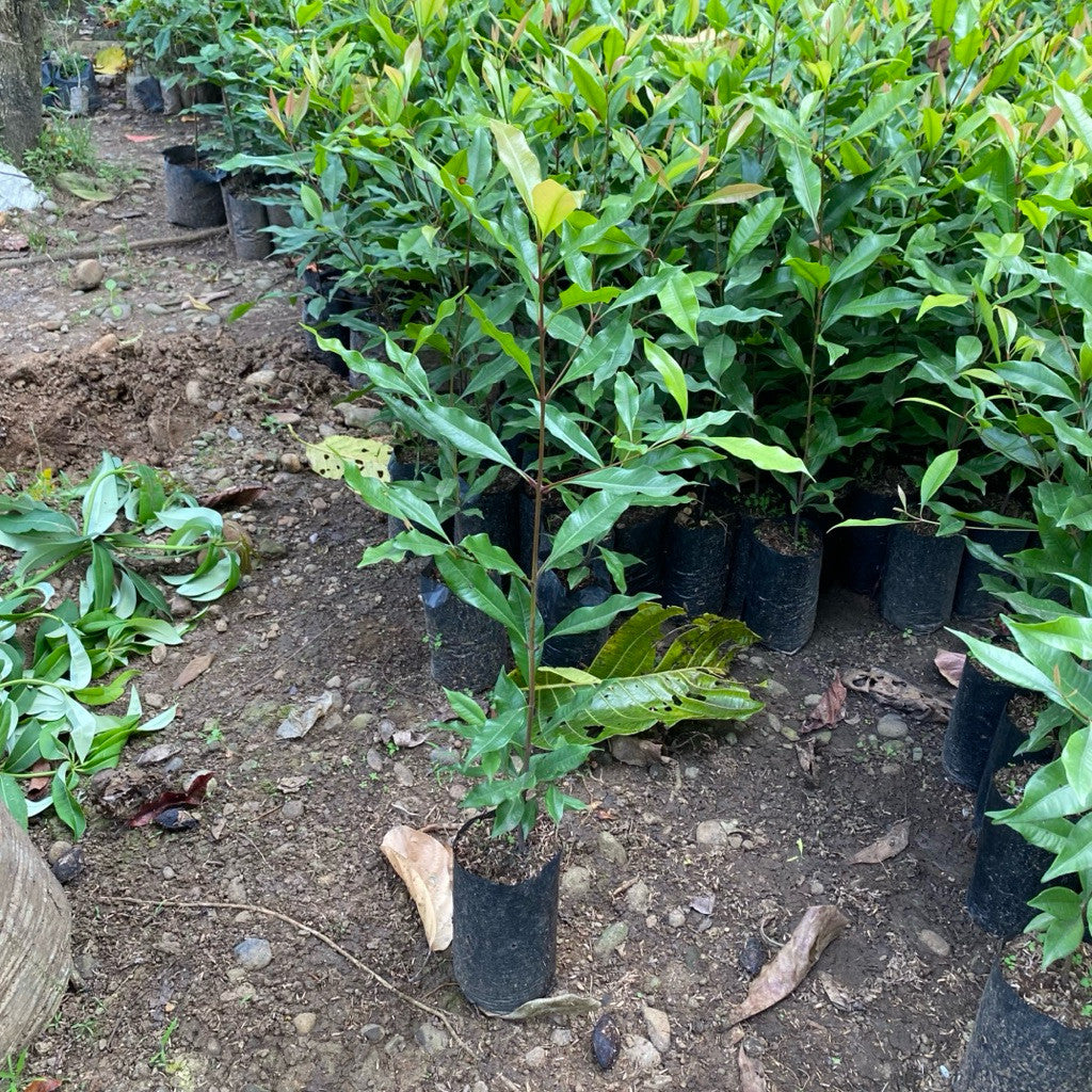 Premium Zanzibar Clove Seedlings – Red Shoot Variety | Various Sizes Available