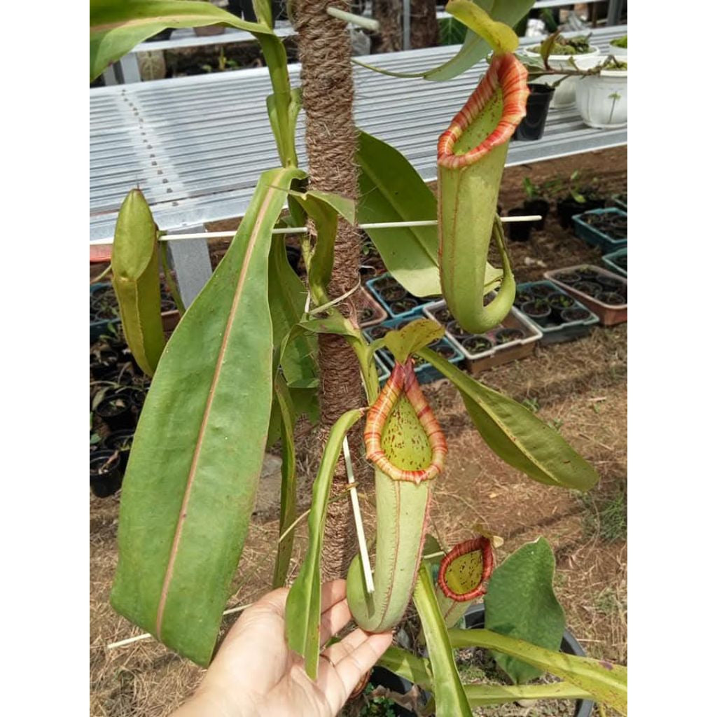 Nepenthes × Miranda
