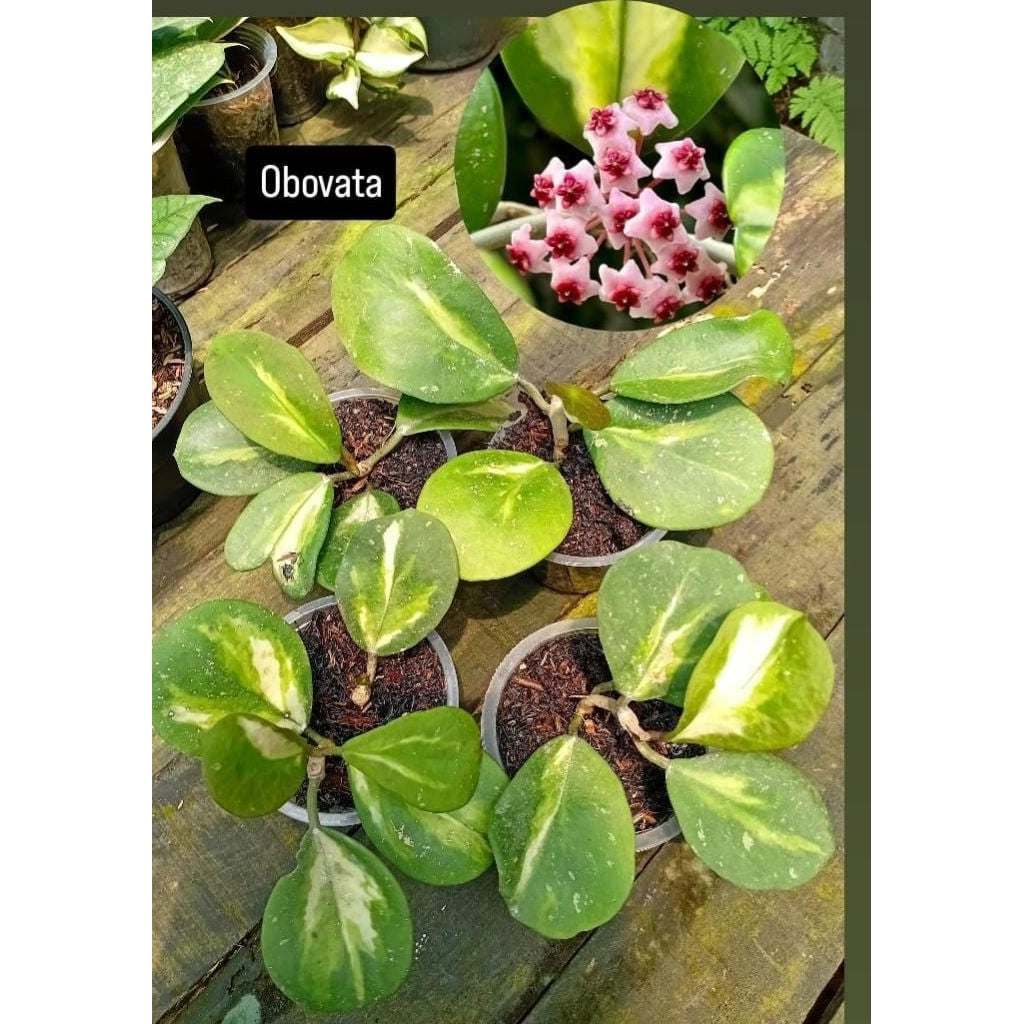Hoya obovata variegata