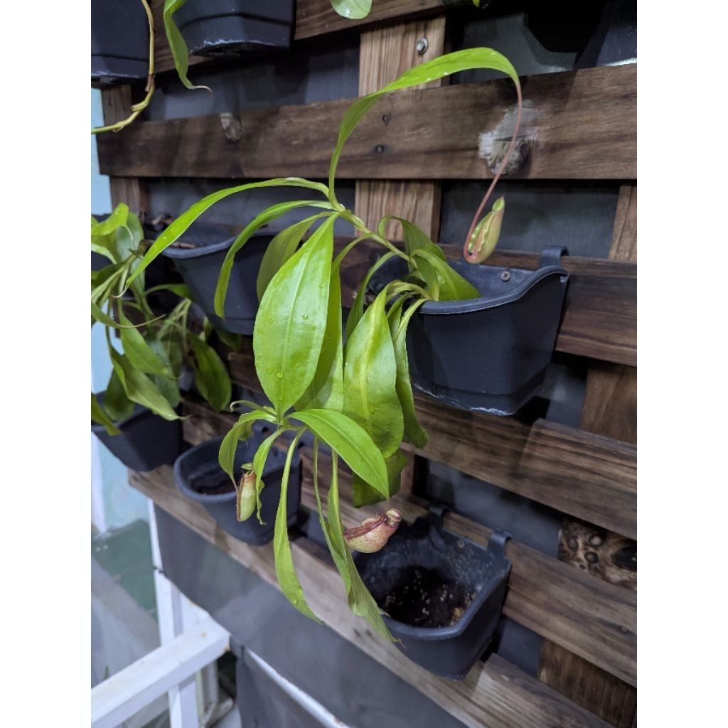 Nepenthes kuchingensis × globosa