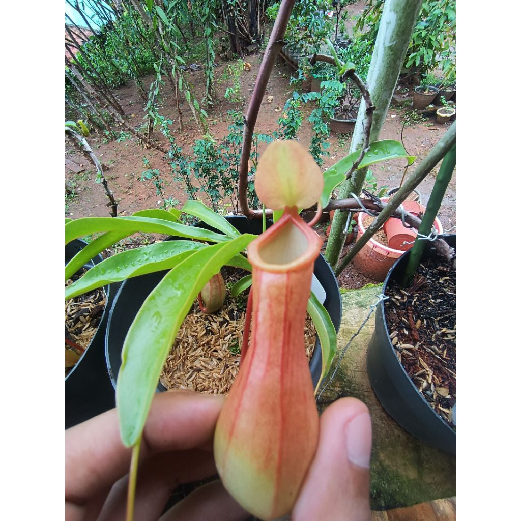 Nepenthes ventricosa × alata