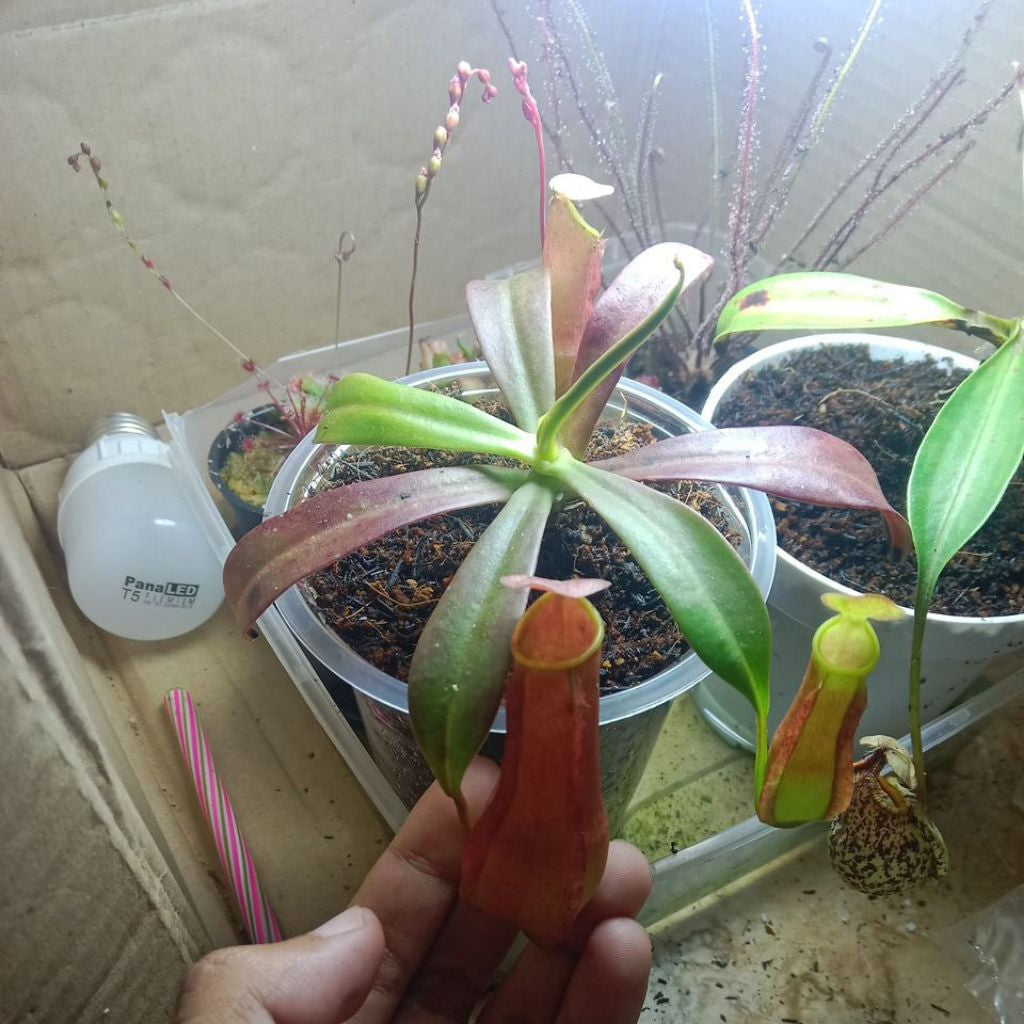 Nepenthes reinwardtiana
