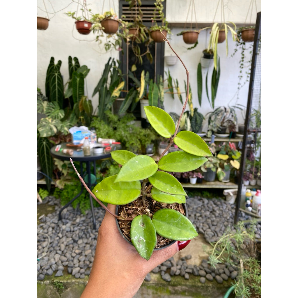 Hoya carnosa