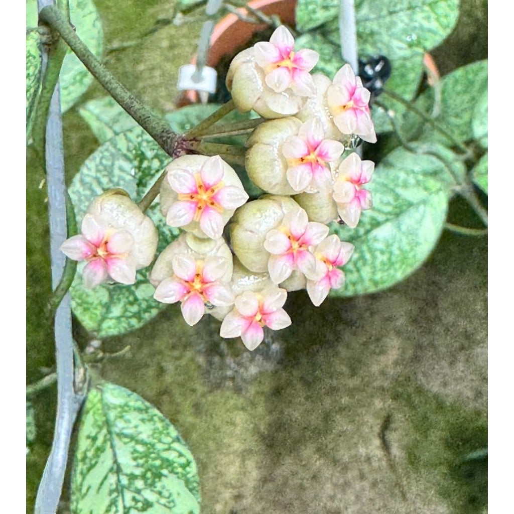 Hoya crassipetiolata splash