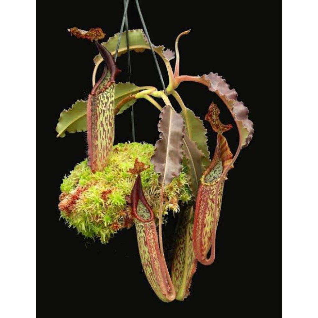 Nepenthes maxima