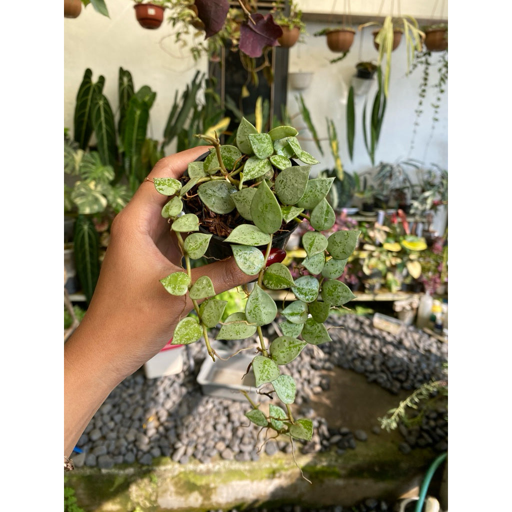 Hoya lacunosa Eskimo