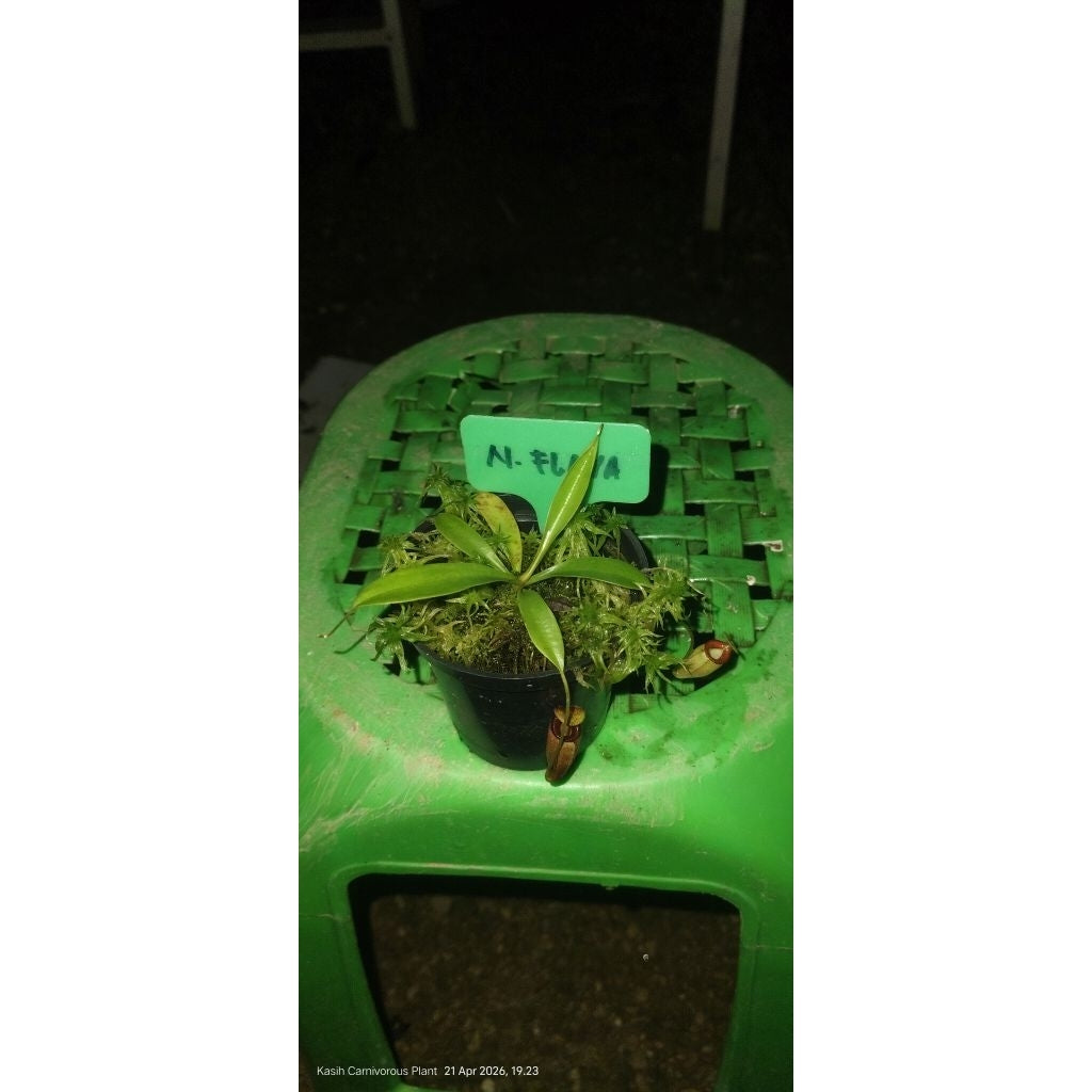 Nepenthes flava