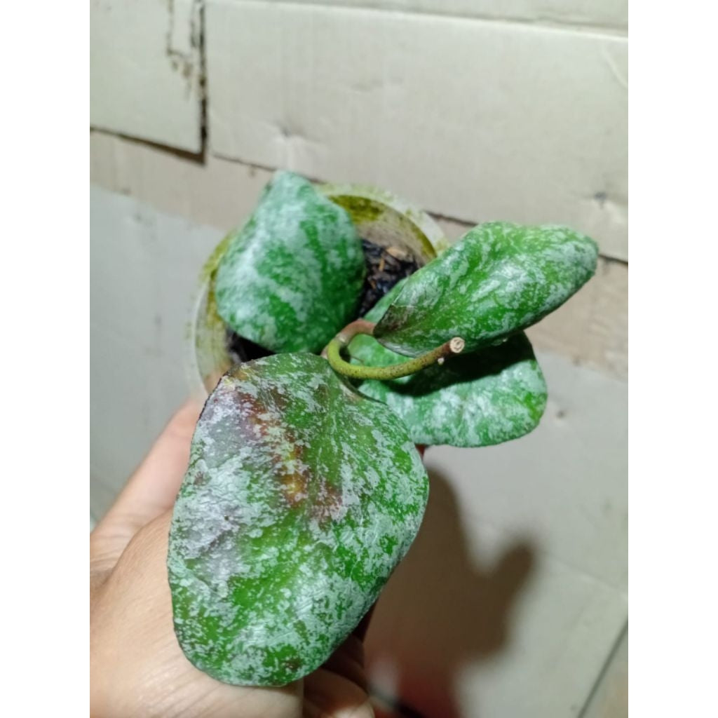 Hoya waymaniae