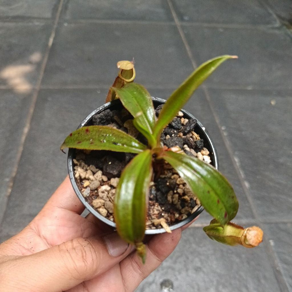 Nepenthes mirabilis × globosa