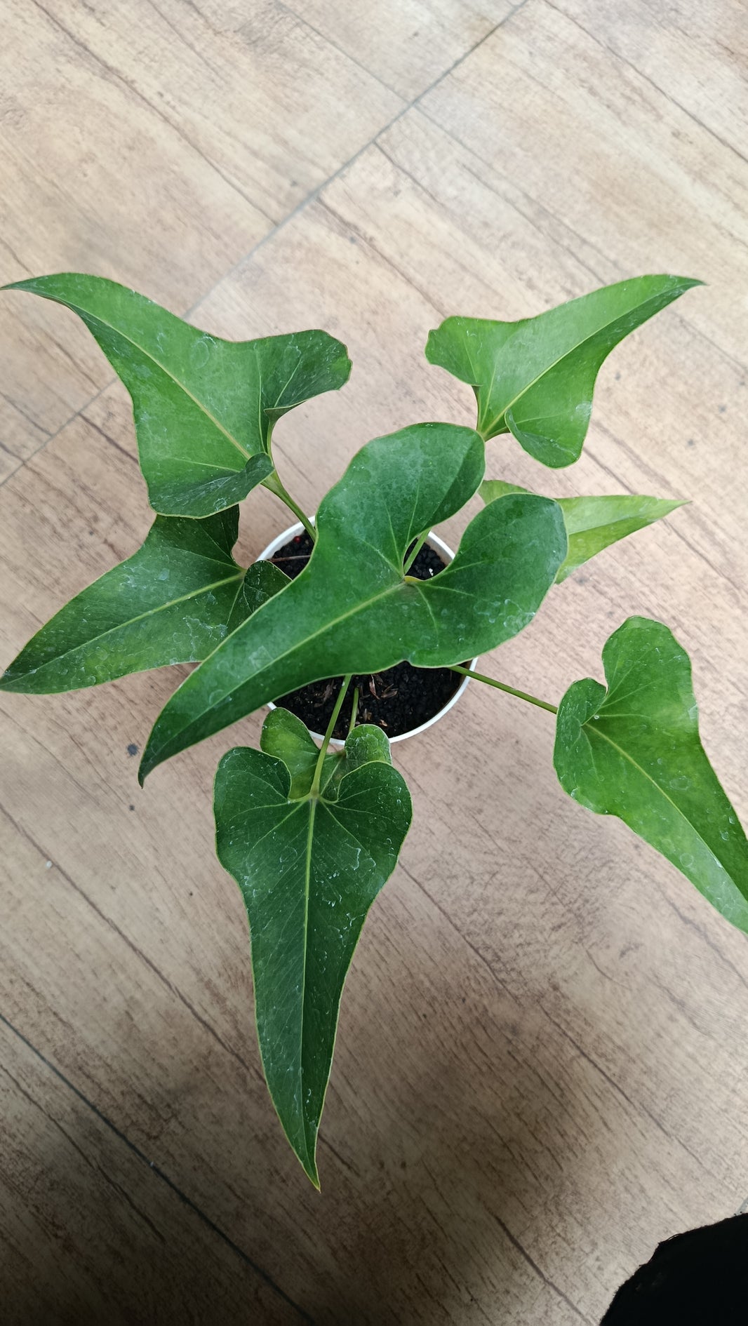 Anthurium brownii dwarf