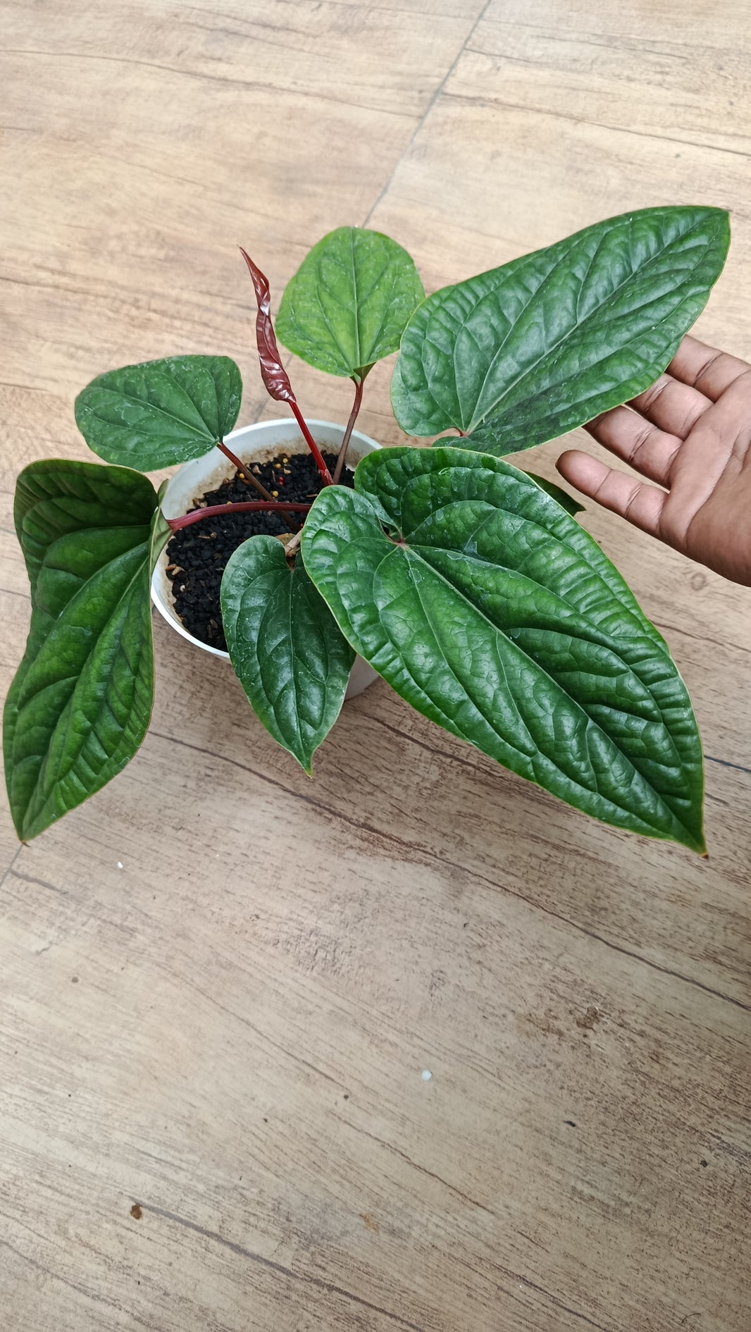 Dzulfaqaar_Anthurium hybrid radican