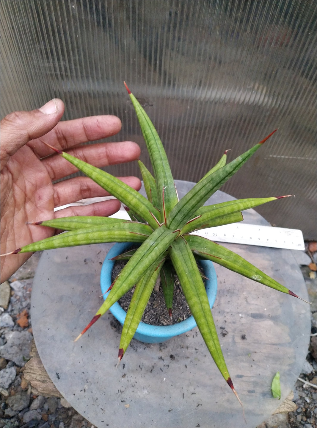 Sansevieria sp mikumi Tanzania