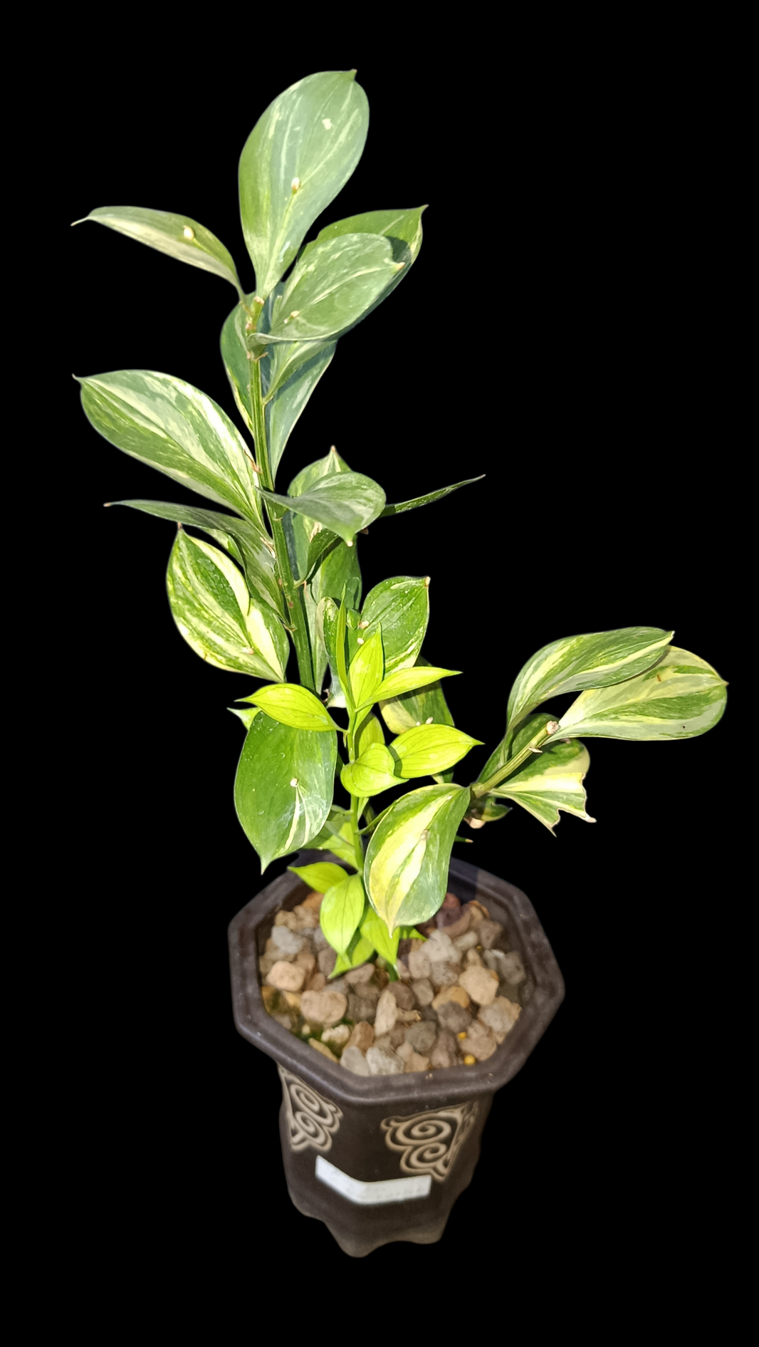 Sindo_Ruscus variegated Dzulfaqaar