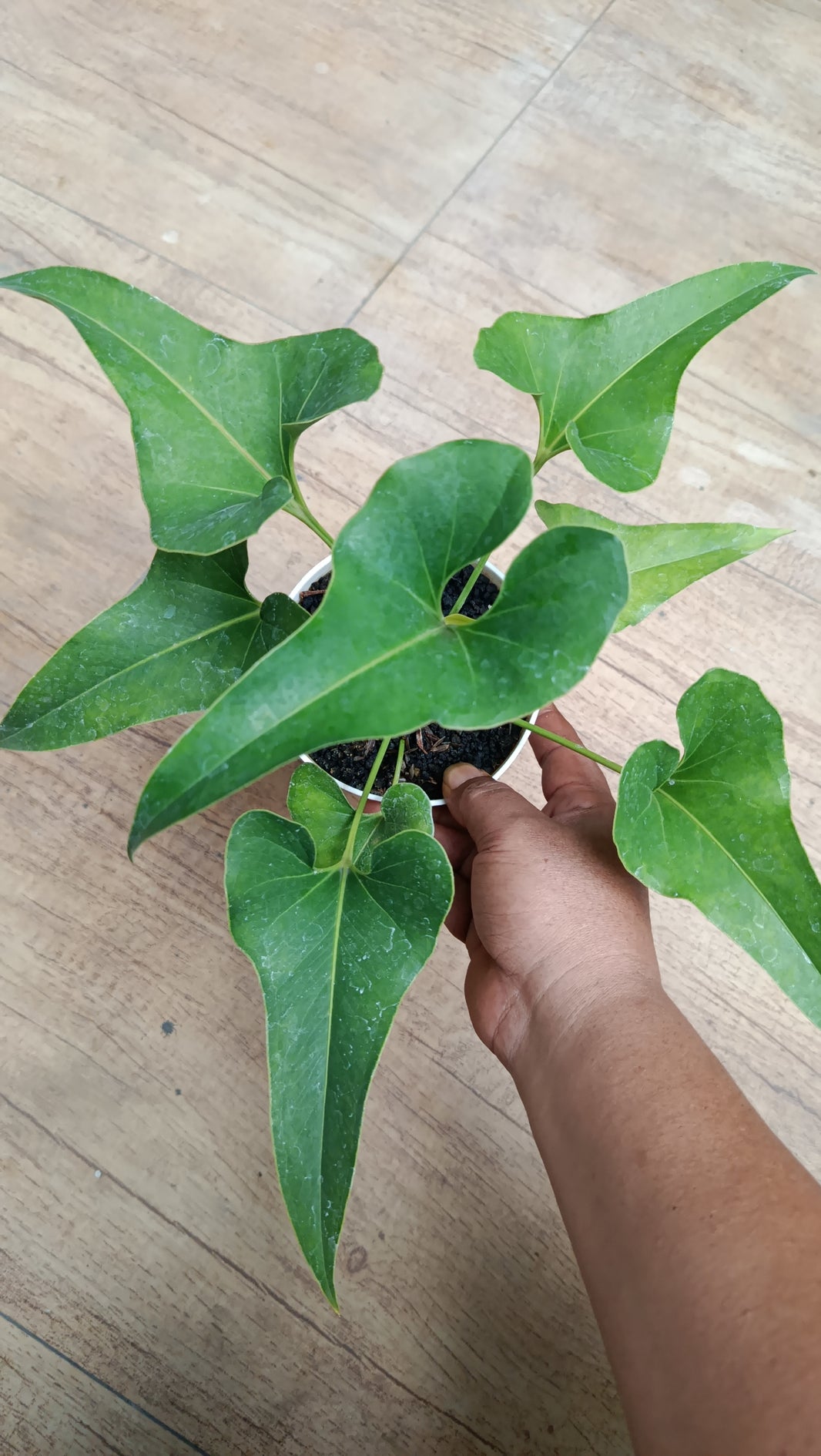 Anthurium brownii dwarf