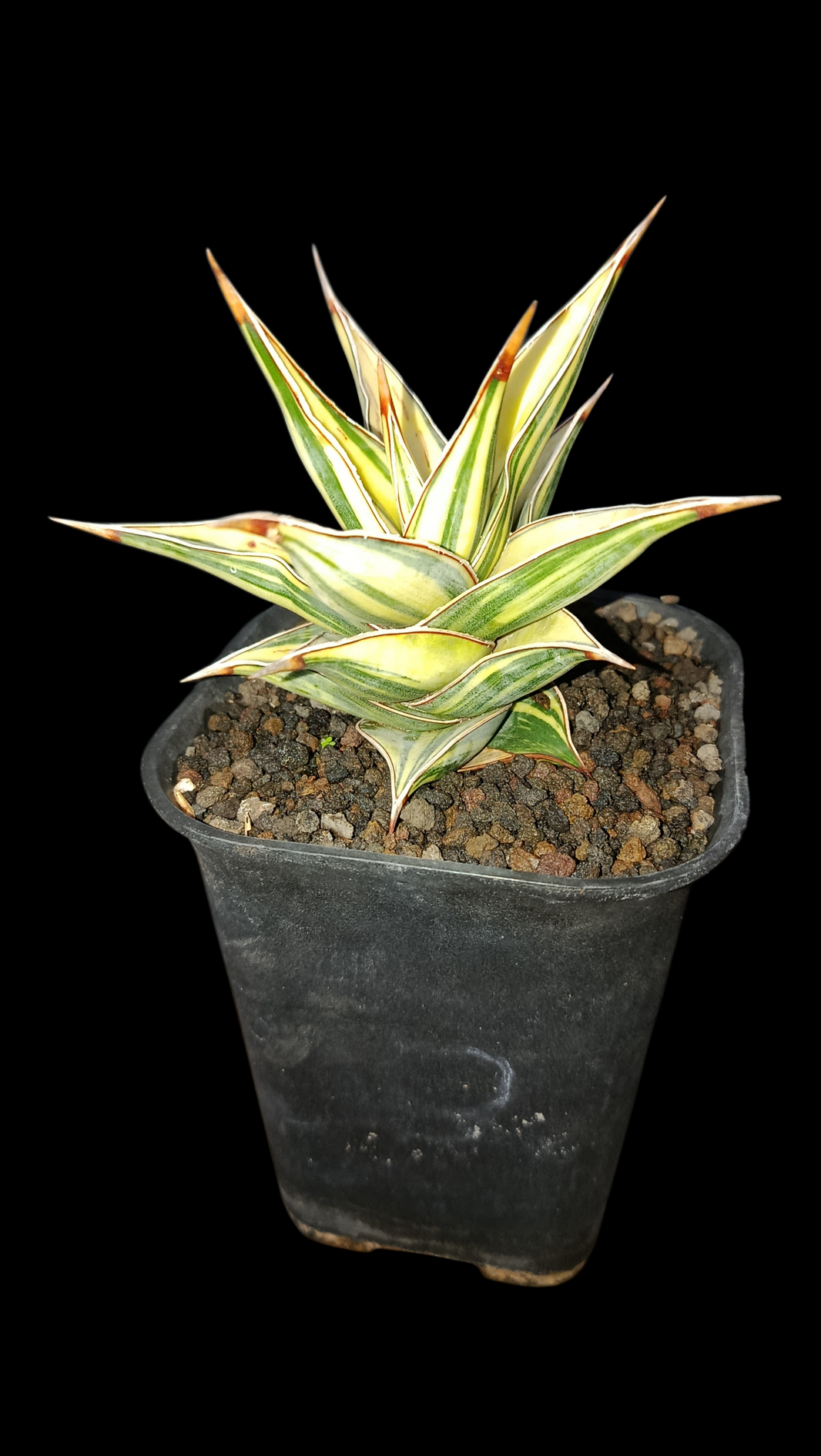 Sindo_Dracaena sansevieria pinguicula variegated [crassulacean acid metabolism] Dzulfaqaar
