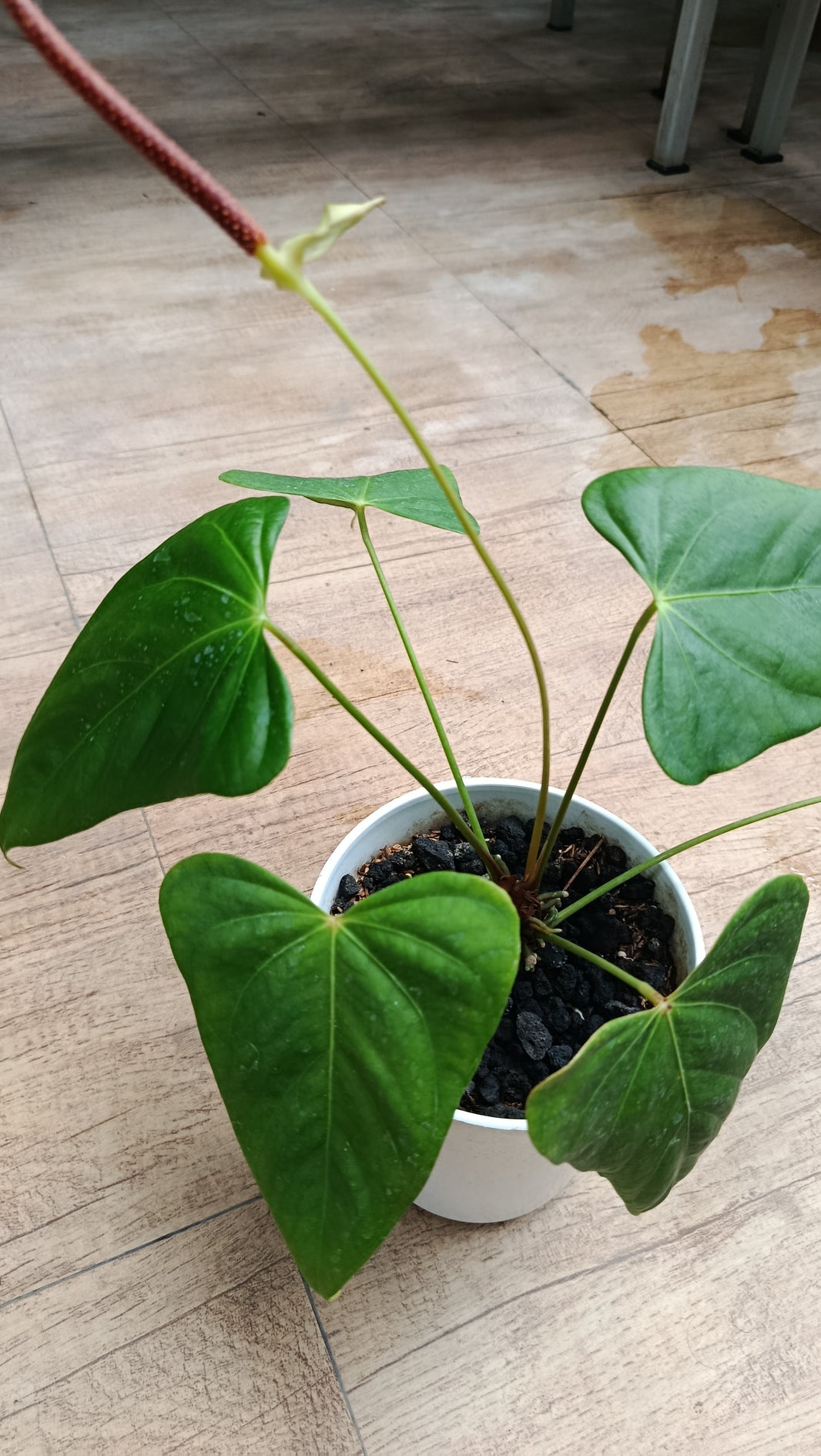 Dzulfaqaar_anthurium balaoanum