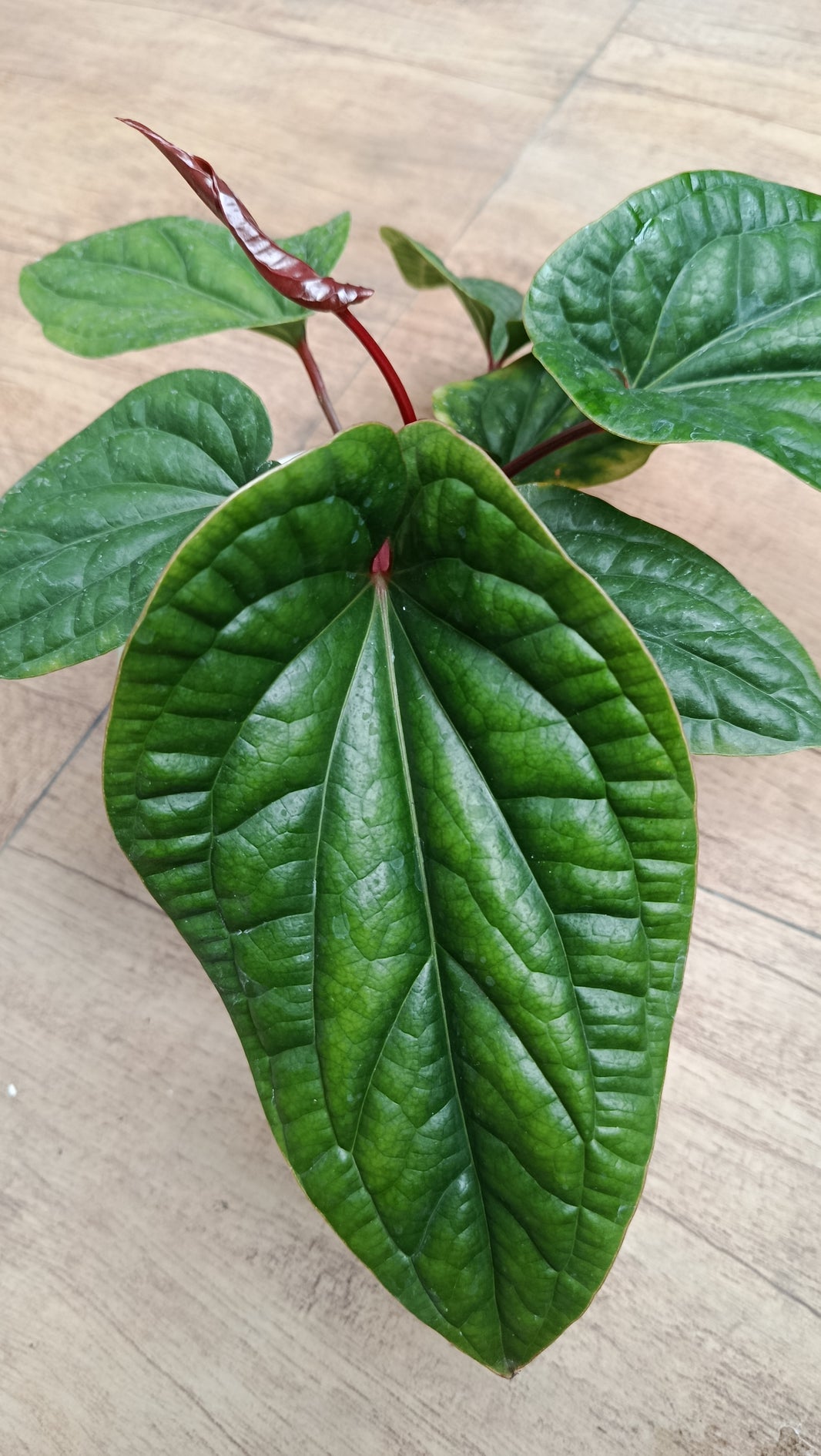 Dzulfaqaar_Anthurium hybrid radican