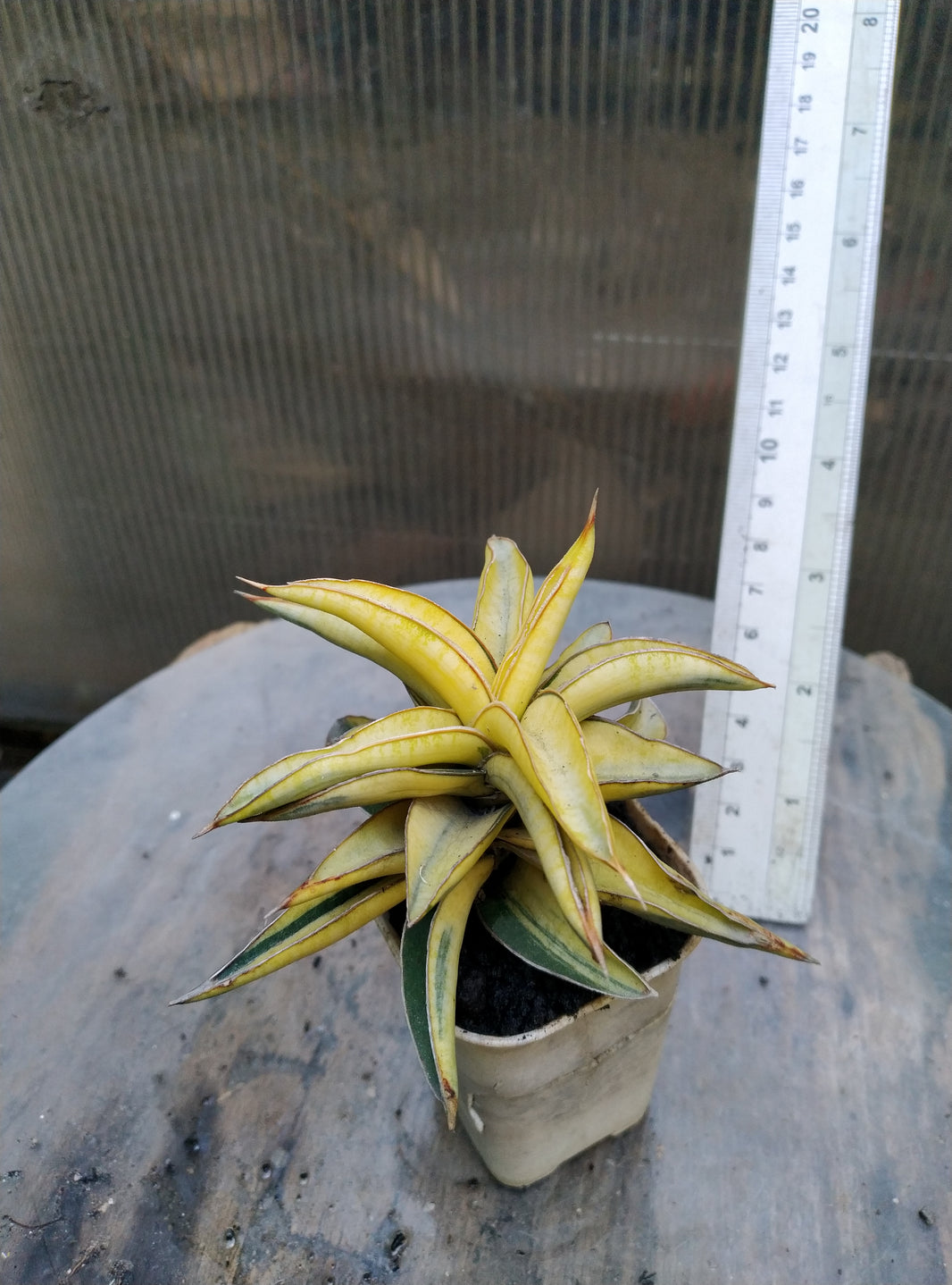 Sansevieria blue clone variegated