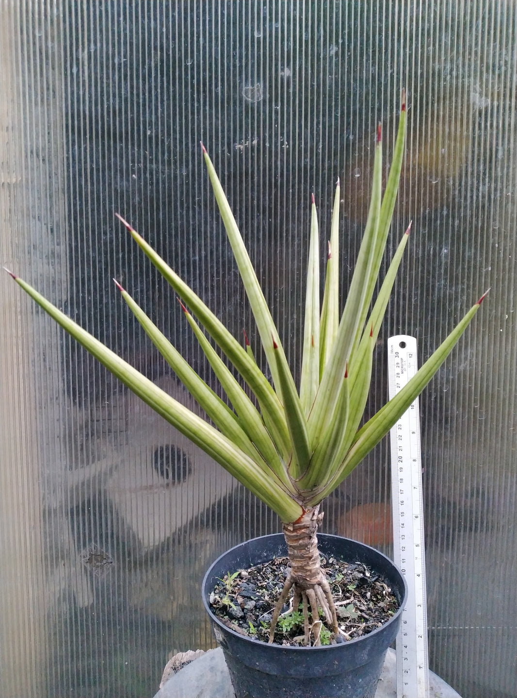 Sansevieria royal crown variegated white