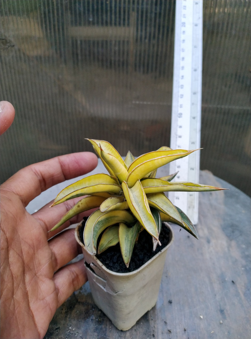 Sansevieria blue clone variegated
