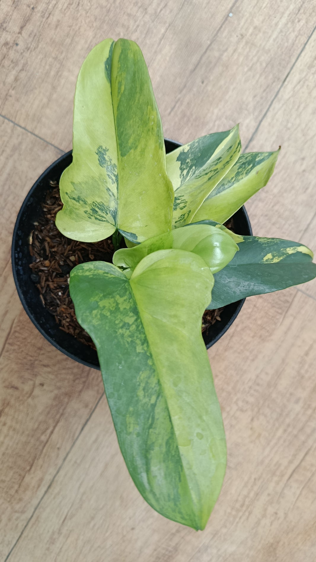 Dzulfaqaar_philodendron bipennifolium variegated