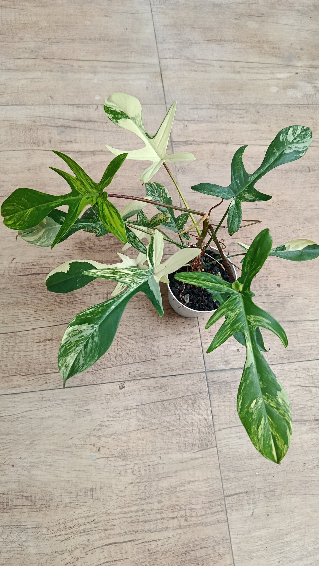 Dzulfaqaar_philodendron florida beauty variegated