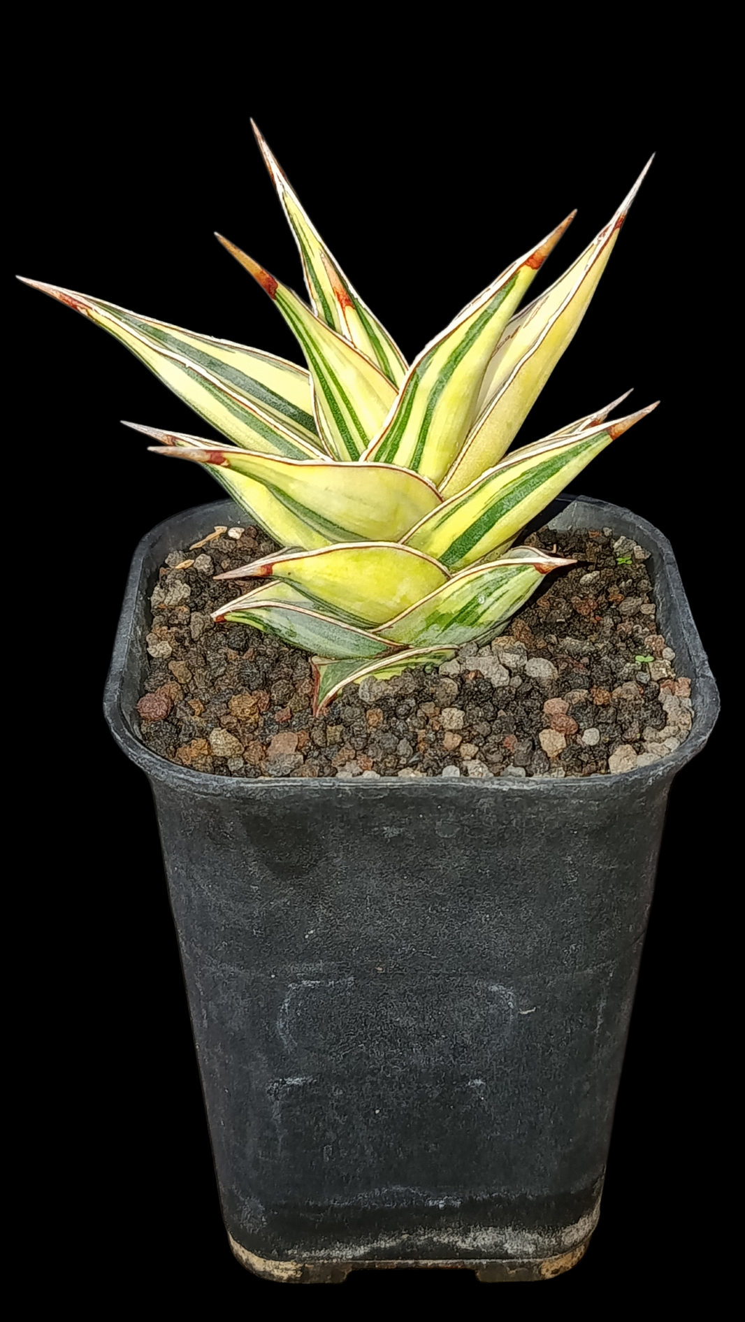 Sindo_Dracaena sansevieria pinguicula variegated [crassulacean acid metabolism] Dzulfaqaar