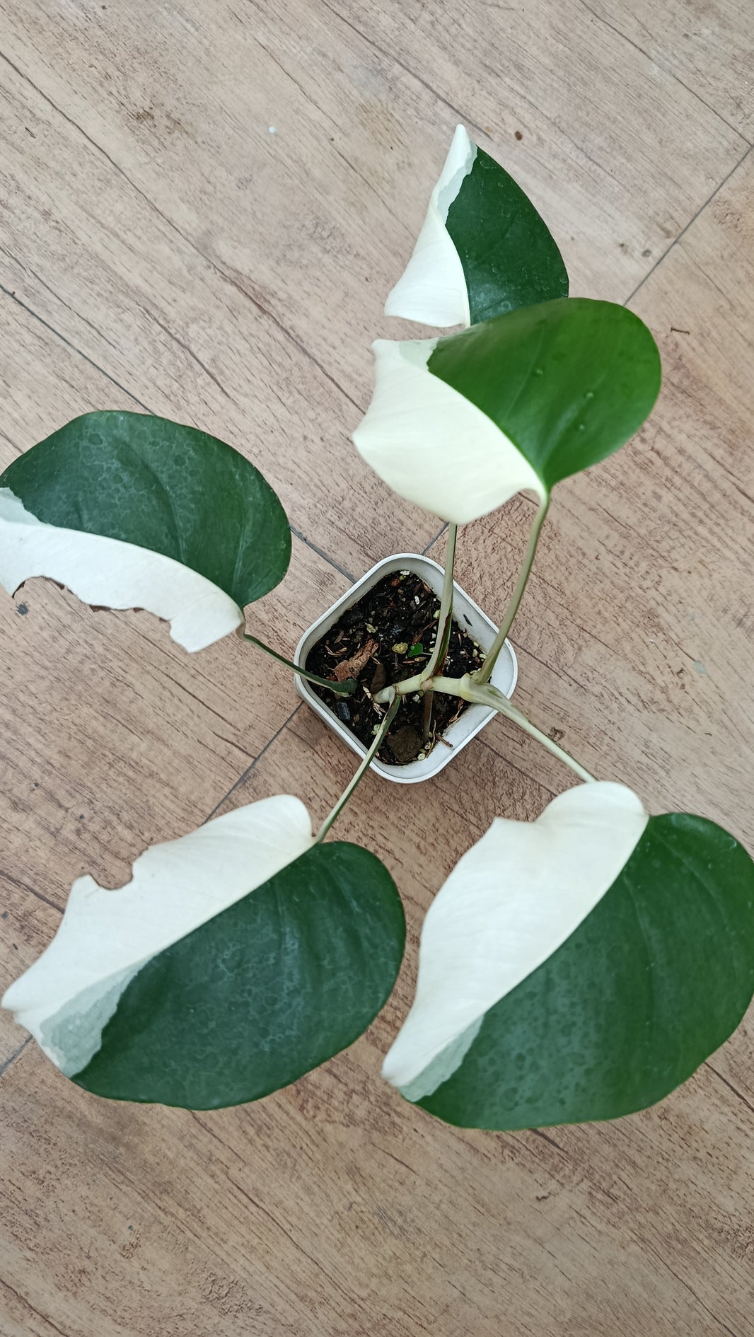 Monstera albo halfmoon type