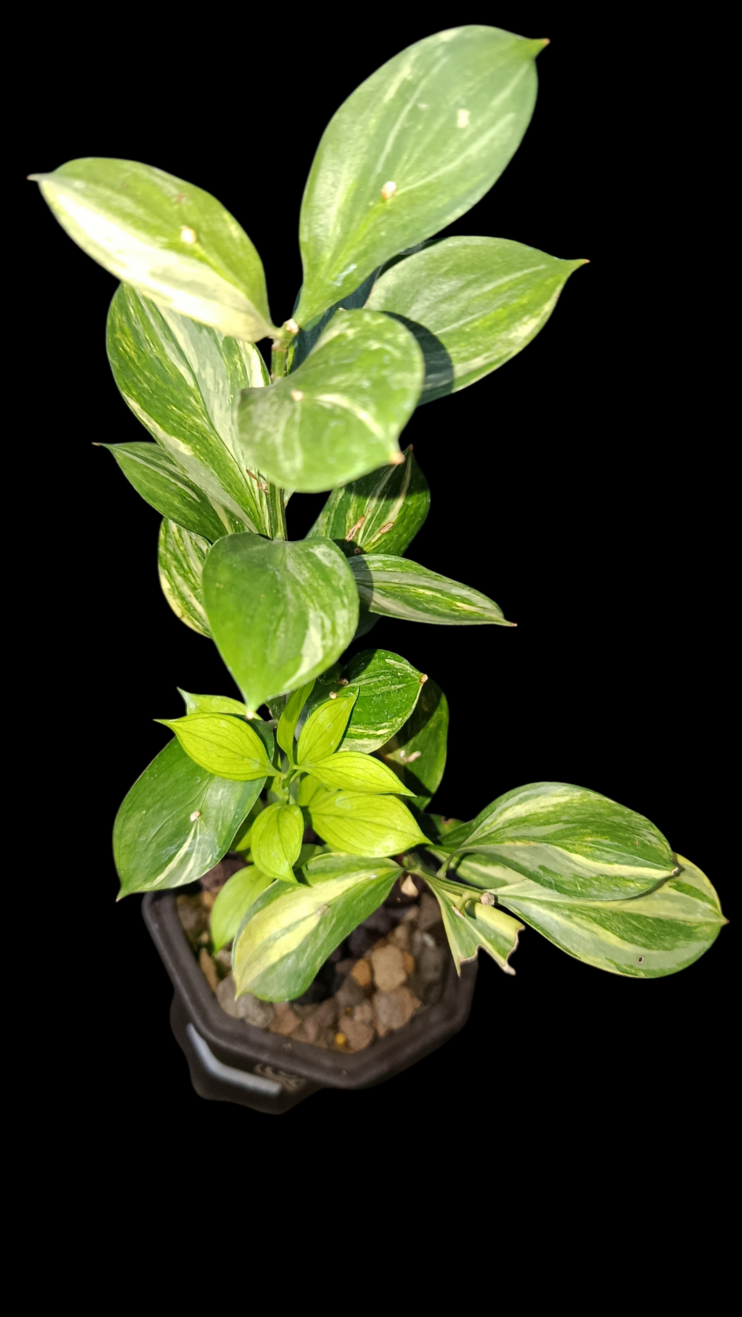 Sindo_Ruscus variegated Dzulfaqaar