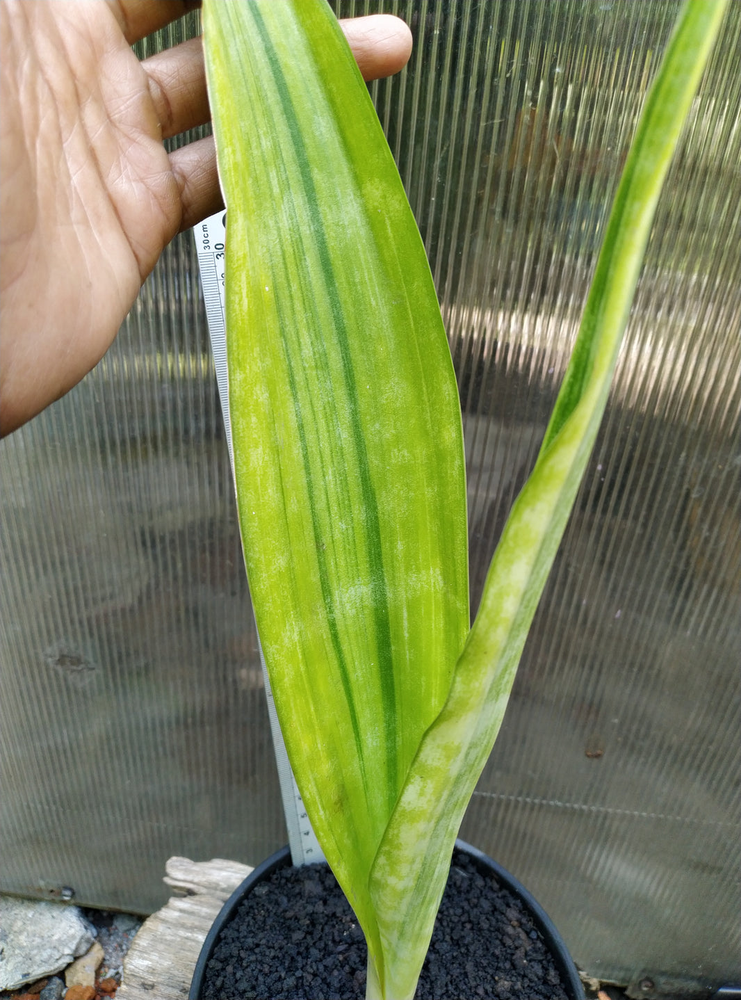 Sansevieria metalica white stripes giant