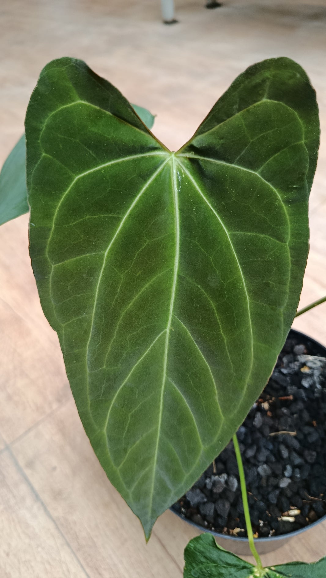 Anthurium papilillaminum