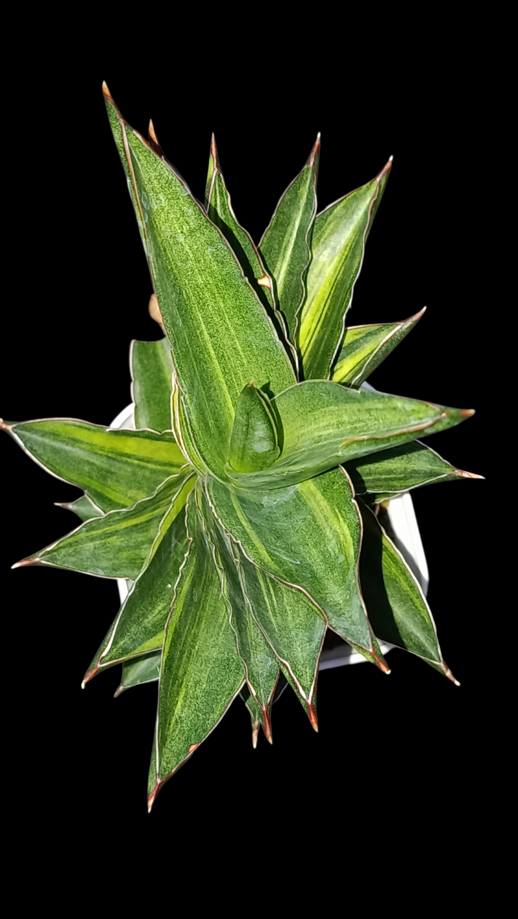 Sindo_dracaena sansevieria andaman variegated [crassulacean acid metabolism] Dzulfaqaar