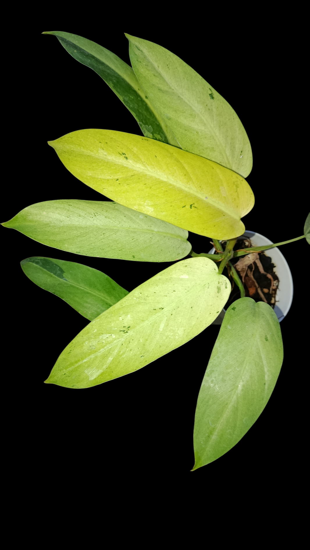 Sindo_Philodendron whipple way Dzulfaqaar