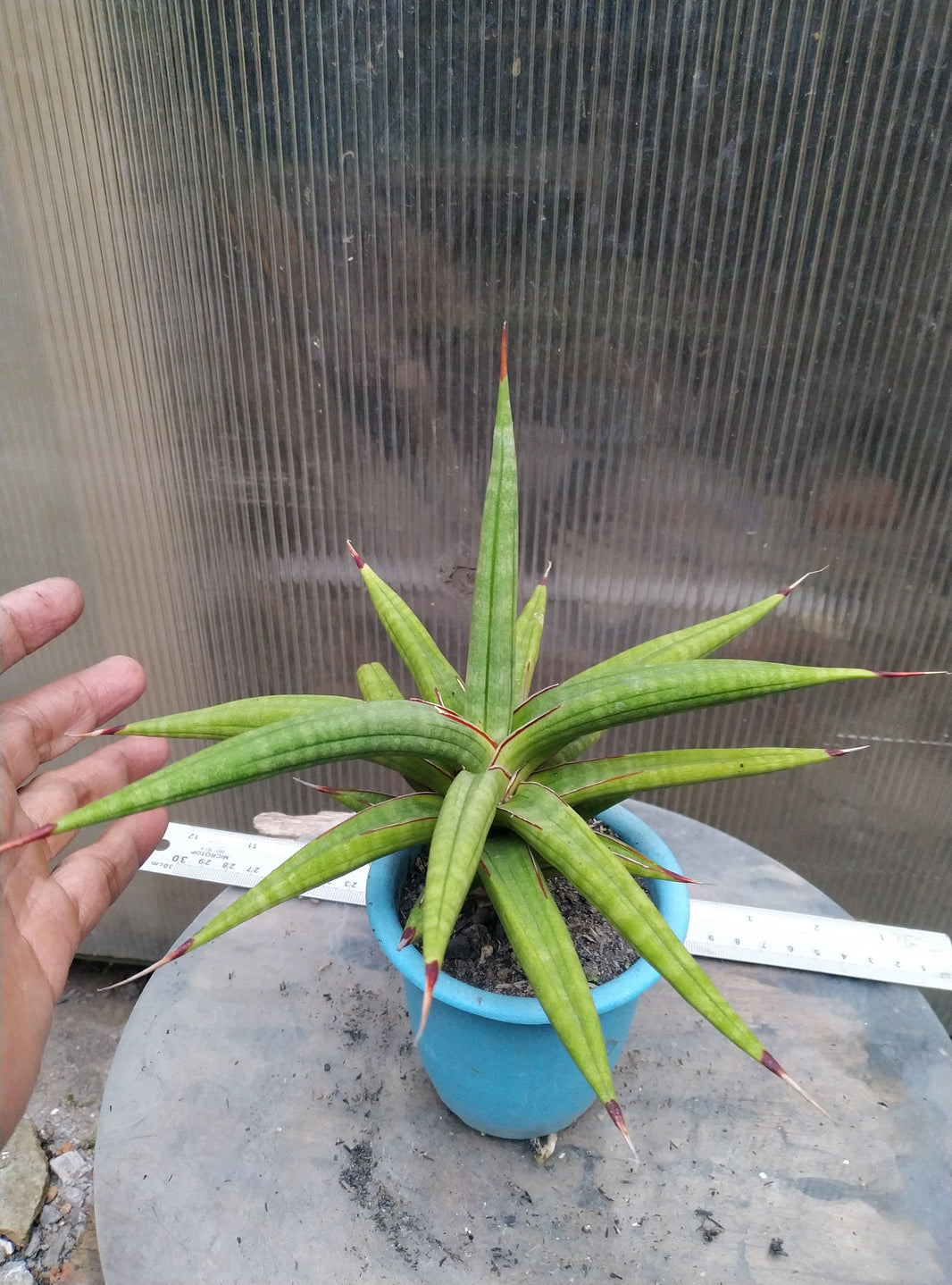 Sansevieria sp mikumi Tanzania
