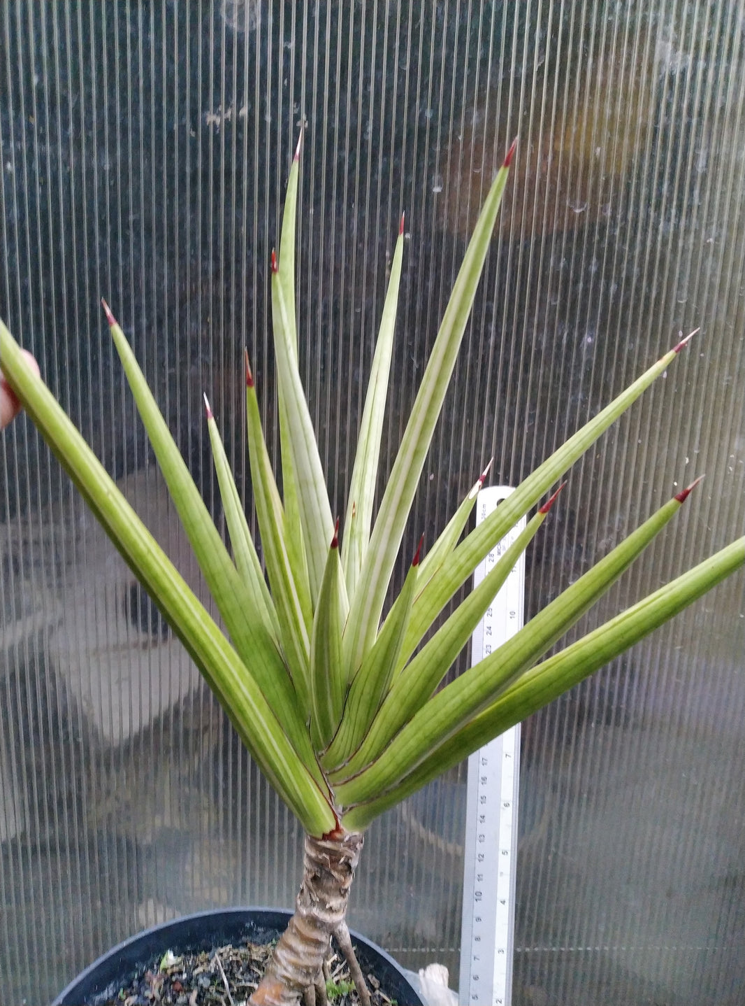 Sansevieria royal crown variegated white