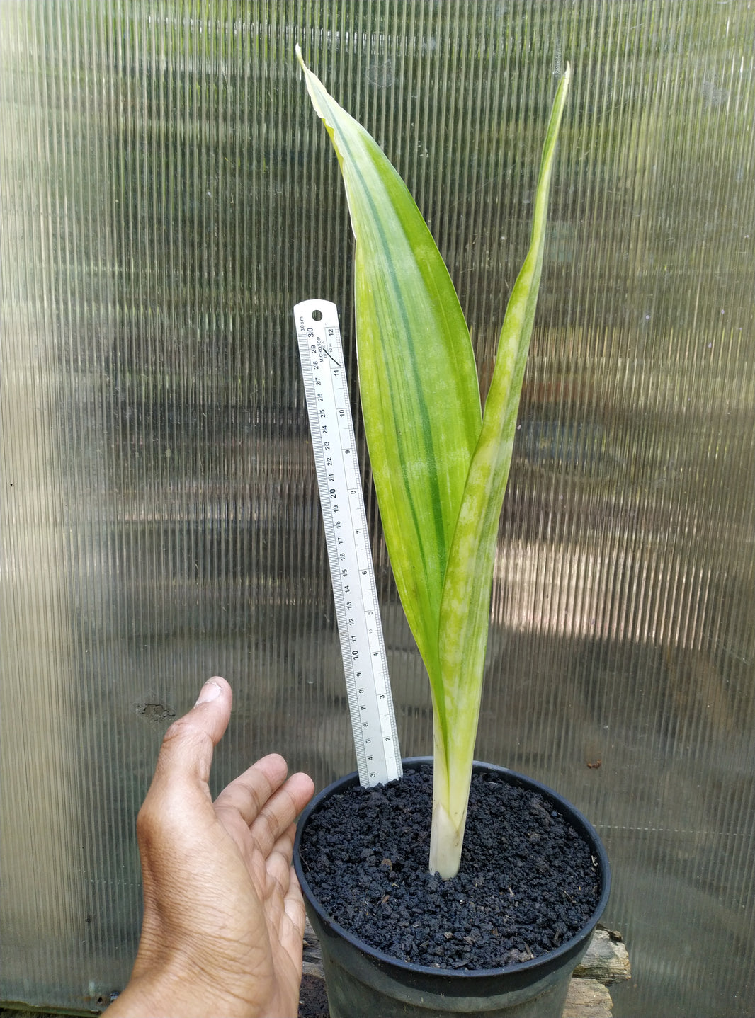 Sansevieria metalica white stripes giant