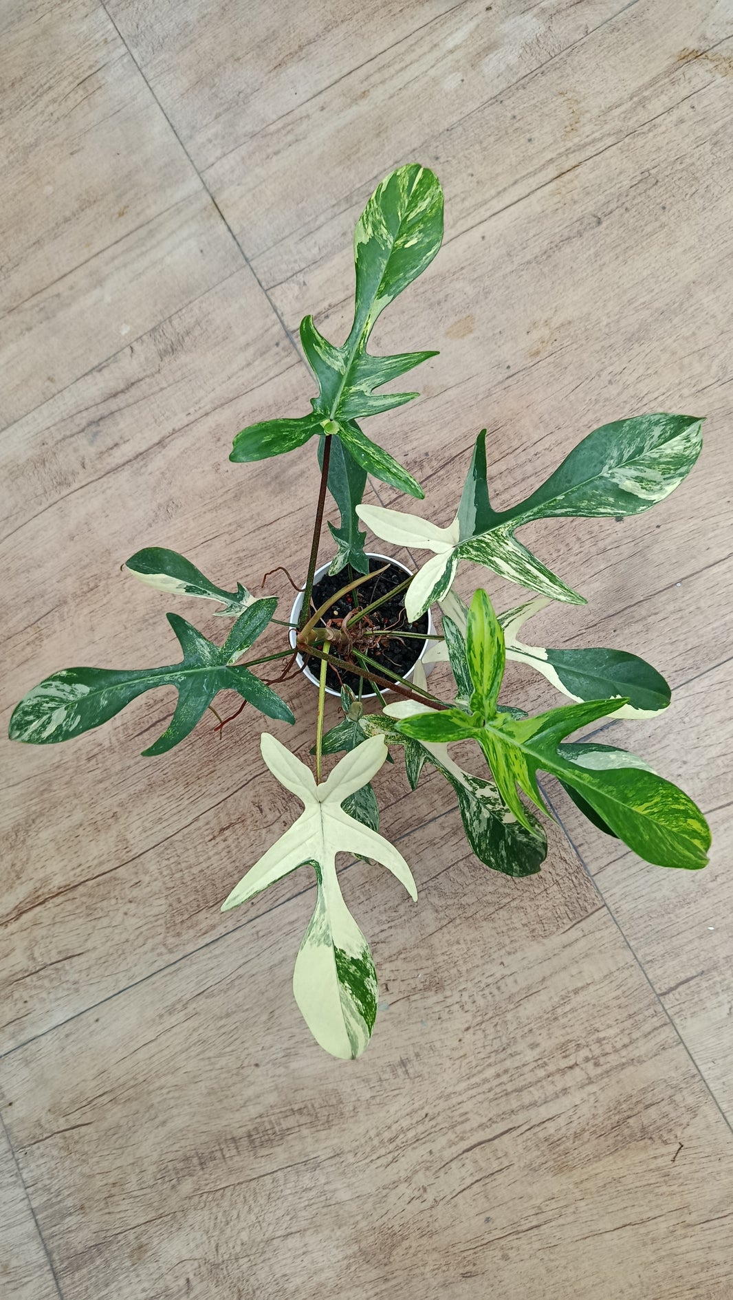 Dzulfaqaar_philodendron florida beauty variegated
