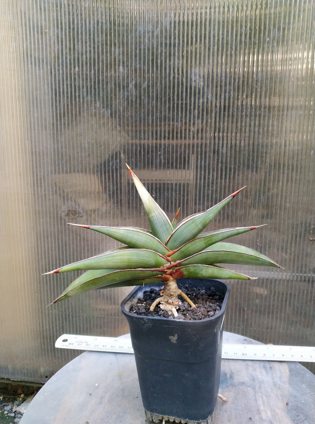 Sansevieria Johannes berg silver
