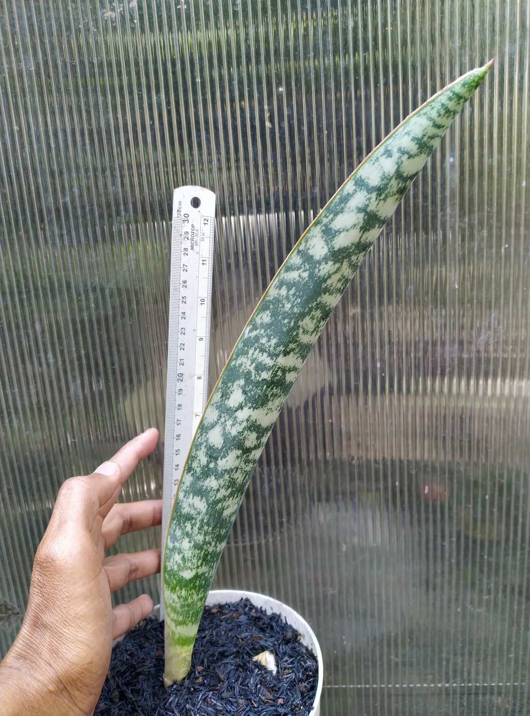 Sansevieria tiger blue