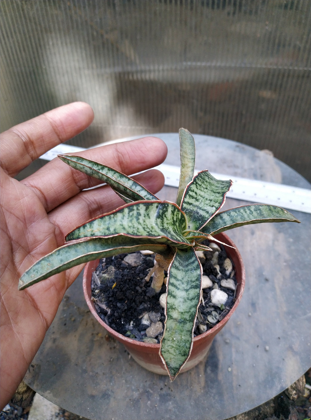 Sansevieria fischeri silver